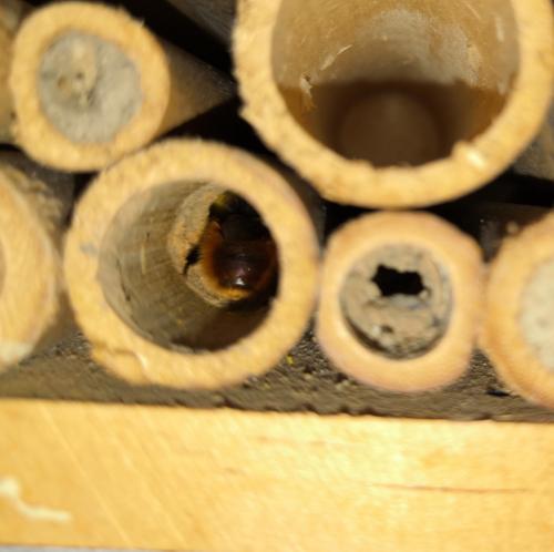 Osmia cornuta